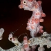 seahorse_pygmy_crci_mb_v_0256_png2089.jpg